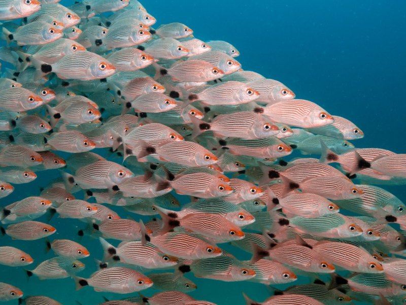 Fisch.jpg