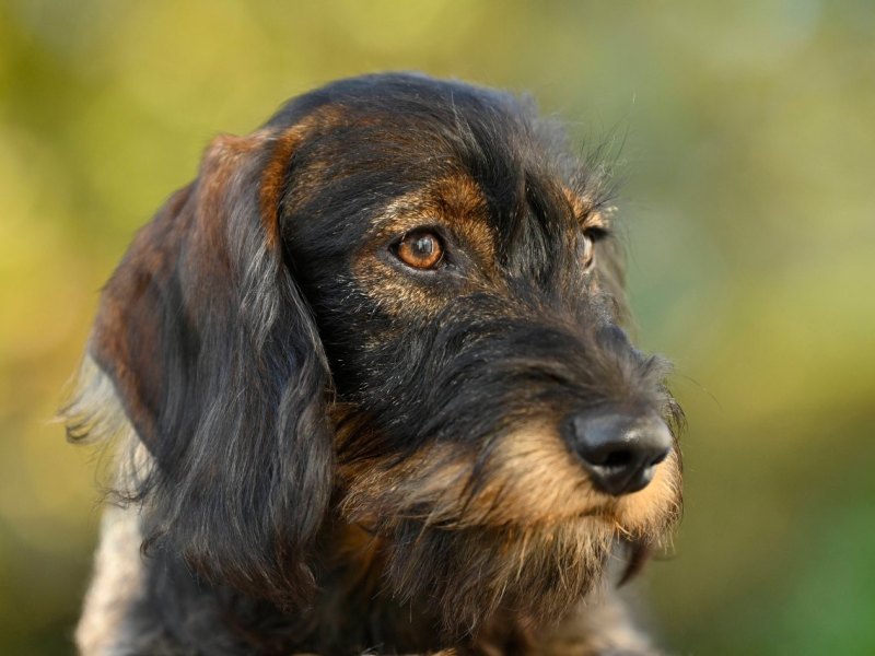Hund Eisenach.jpg