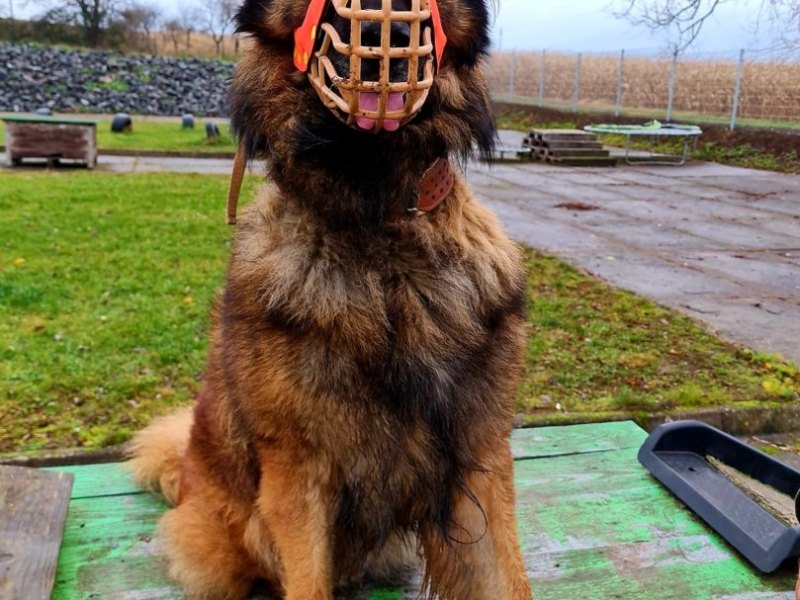 Hund_Loki.jpg