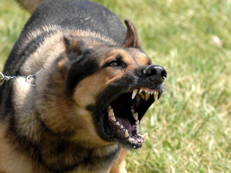 Hund in Jena.jpg