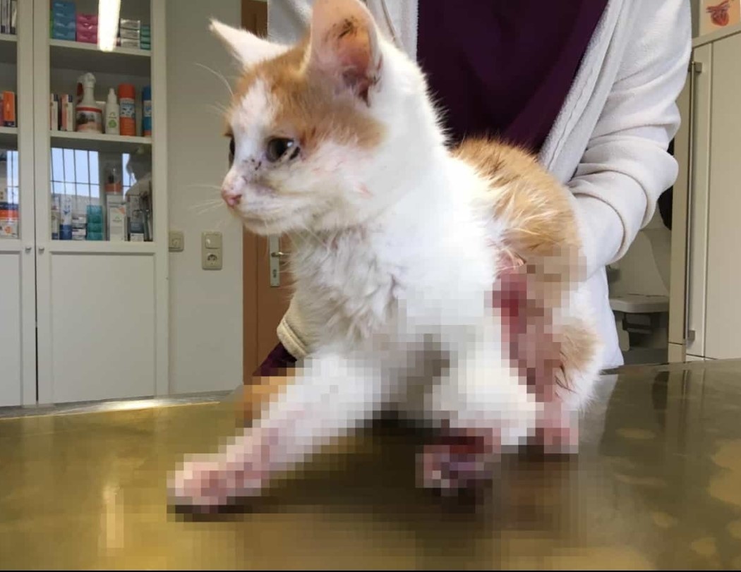 Wer kennt diese rot-weiße Katze aus Thüringen? 