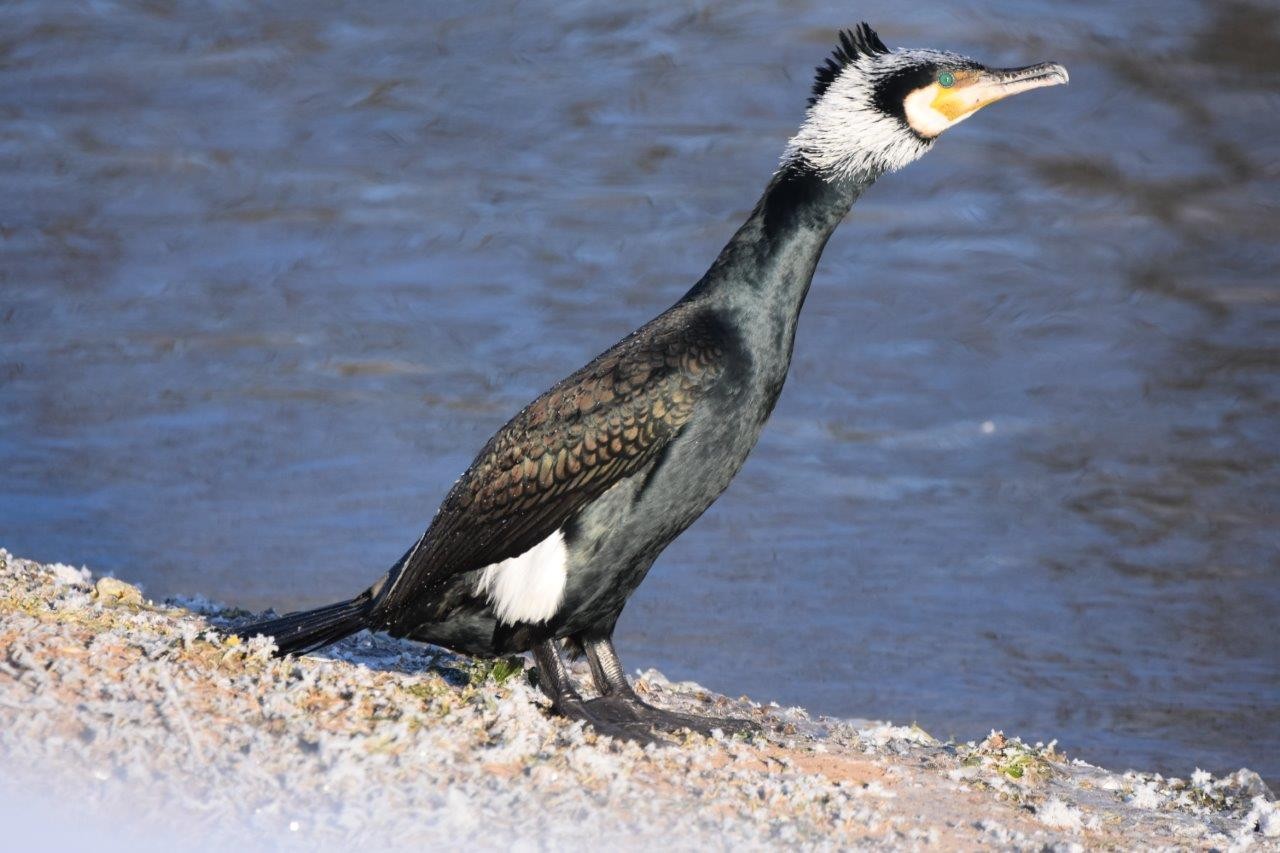 Ein Kormoran am Kiessee in Ettmarshausen (Thüringen). 