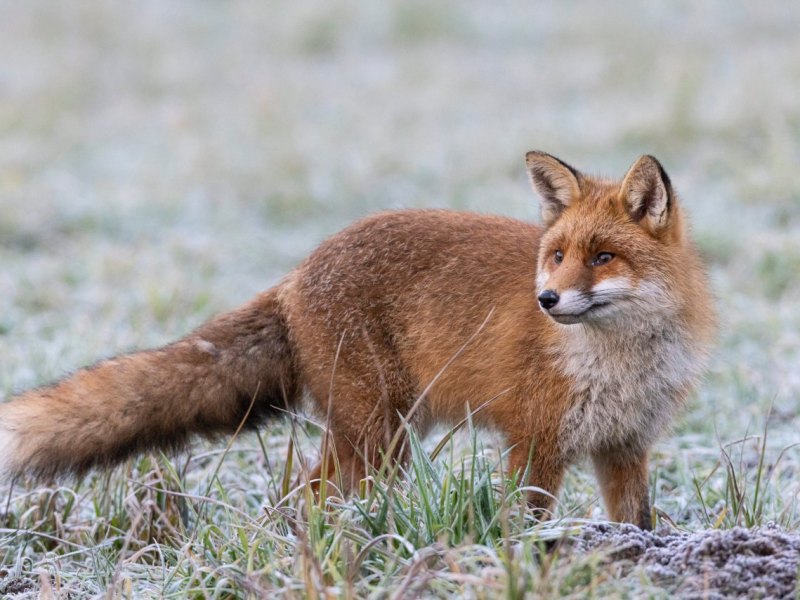Thüringen Fuchs.jpg