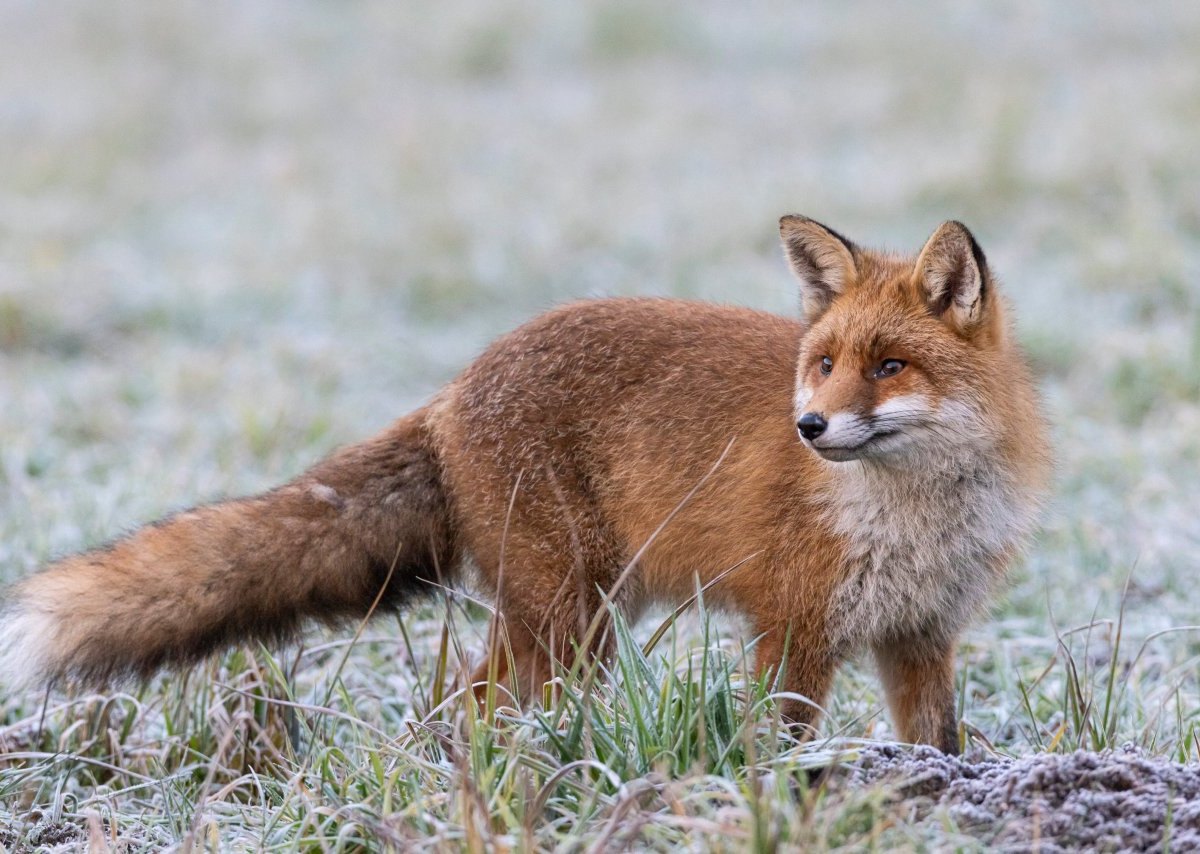 Thüringen Fuchs.jpg