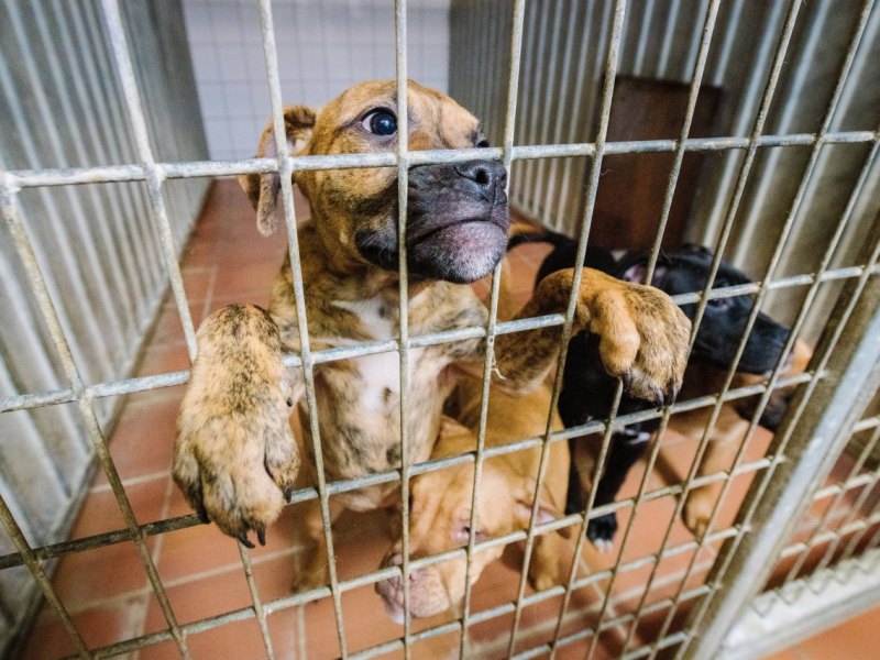 Tierheim Welpen Hunde Zwinger Gitter