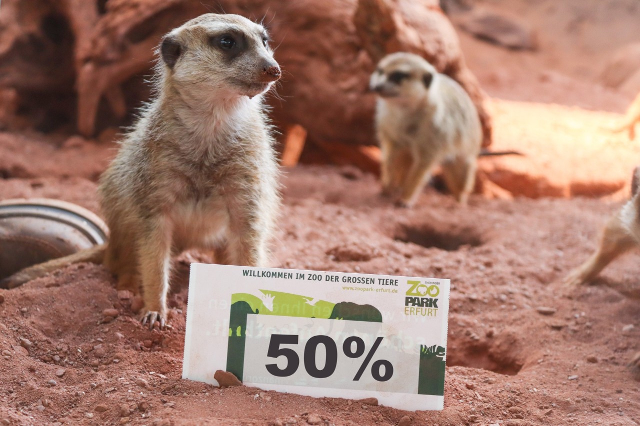 Auch die Erdmännchen im Zoo Erfurt freuen sich über das Corona-Ticket. 