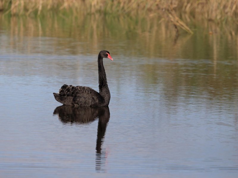 schwan trauerschwan eichsfeld felix