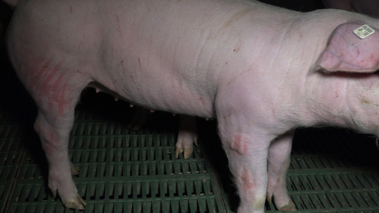 Ein Ferkel in der Schweinezucht Lehnstedt (März 2017).