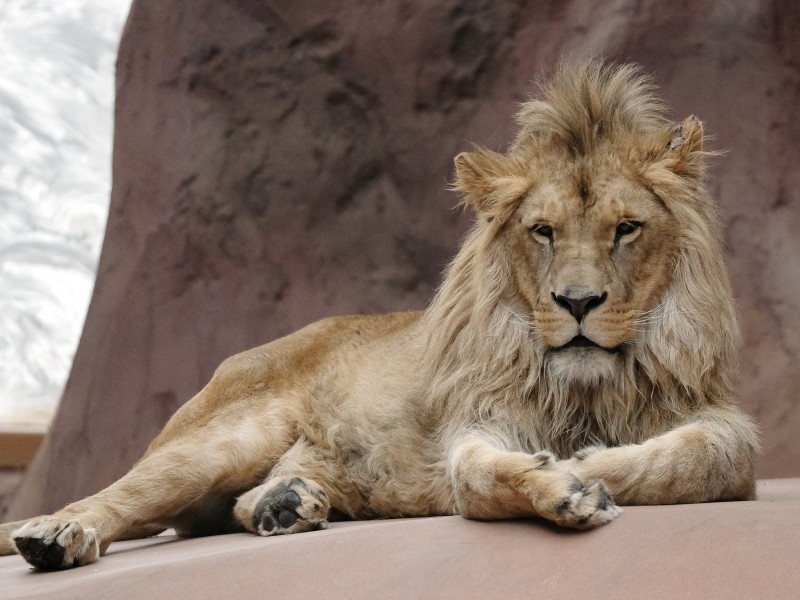 Am Dienstag (06.03.2018) präsentierte sich der zweijährige Löwe Bagani voller Selbstbewusstsein der neugierigen Öffentlichkeit im Zoopark Erfurt. Der Löwenkater war am 17. Februar in der Landeshauptstadt angekommen und hat sich langsam an sein neues Gehege gewöhnt.