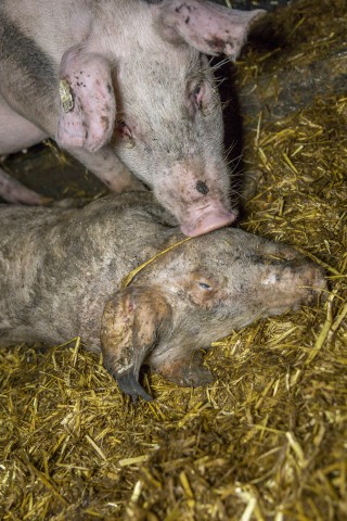 Lebendes Schwein neben verwesendem Schwein: Aufnahme aus der Agrofarm Knau in Thüringen, März 2015.