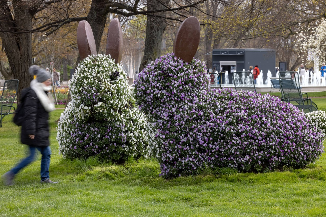 Diese Hasen auf der Buga Erfurt sind brav und lassen den Kohl in Ruhe. 