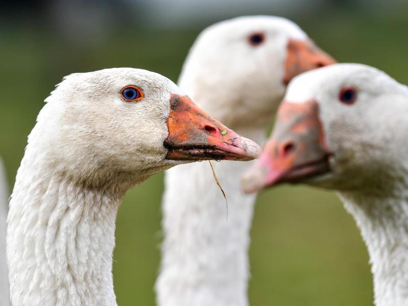 Drei Gänse blicken in die Kamera.