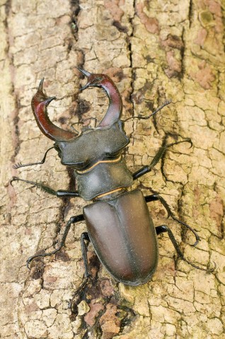 Ein Hirschkäfer-Männchen