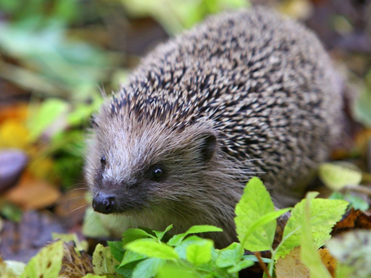 Ein Igel