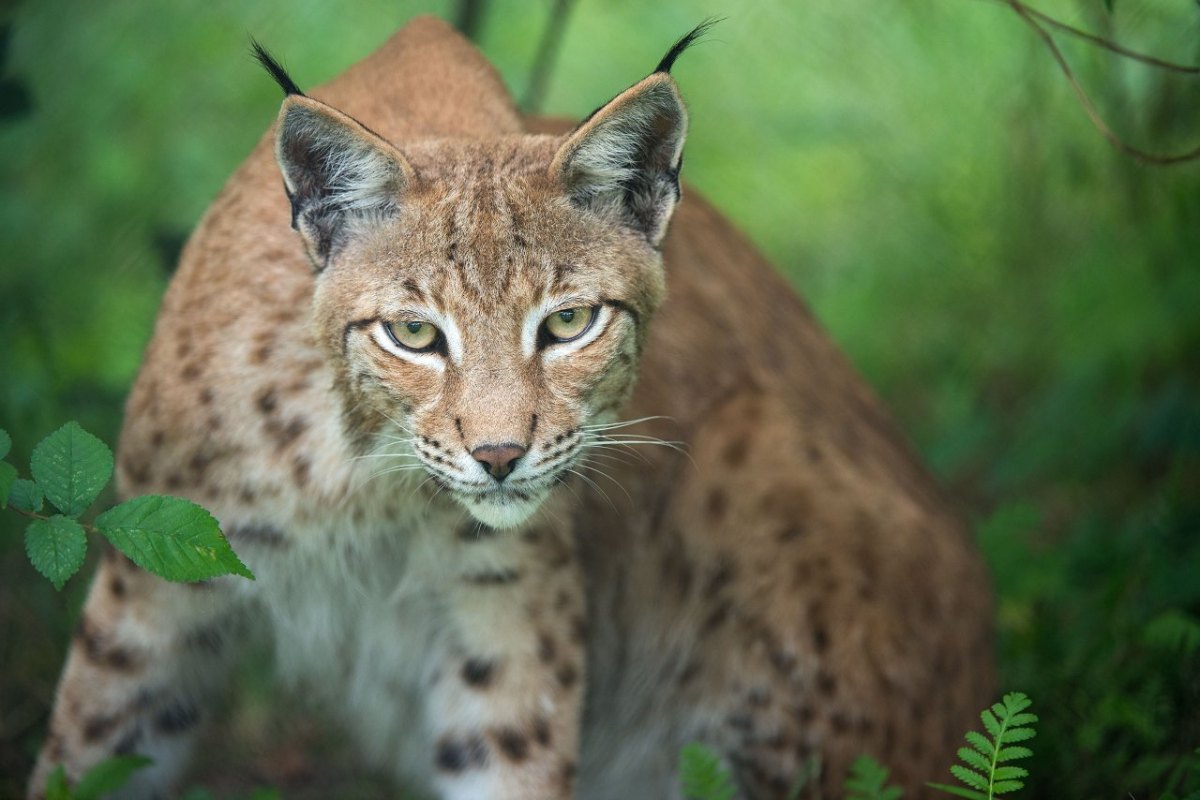 Ein Luchs