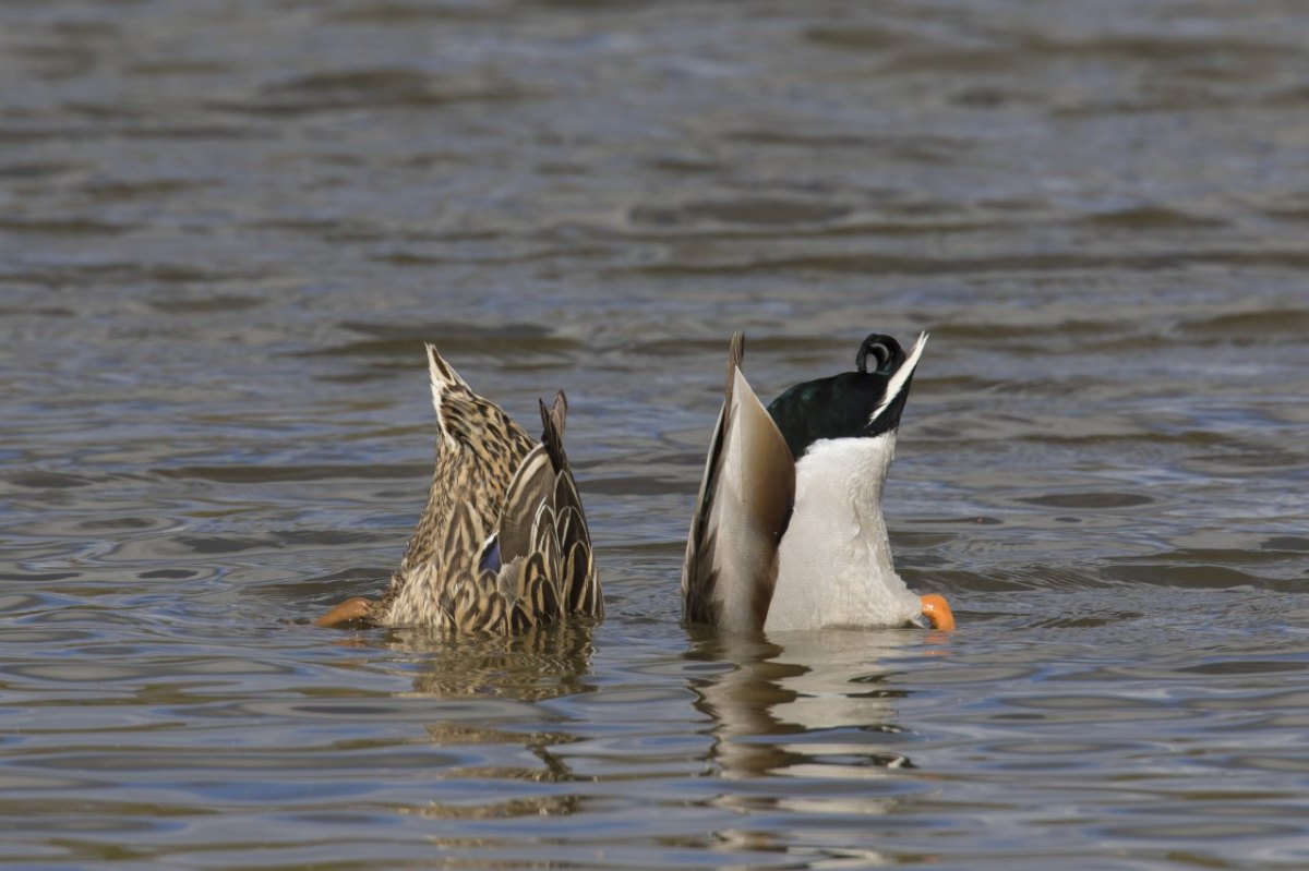 Enten-Erfurt