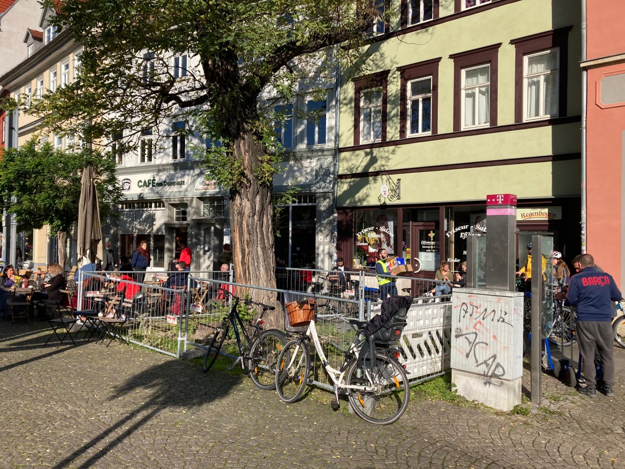 Der Baum am Erfurter Domplatz. 