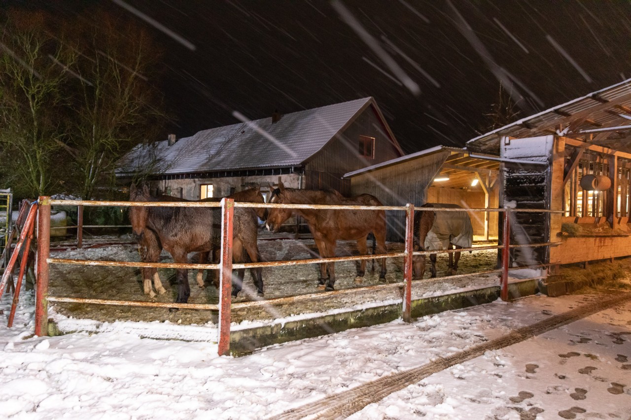 In Thüringen haben unter anderem Pferde ihr Zuhause durch einen Brand verloren.