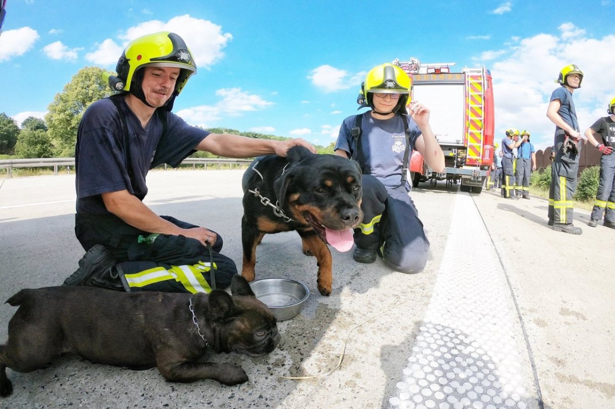 Feuerwehr Tierrettung A4 Gera Langenberg