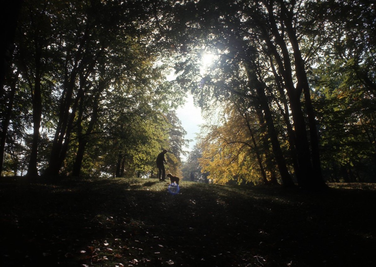 Gassigehen im Wald