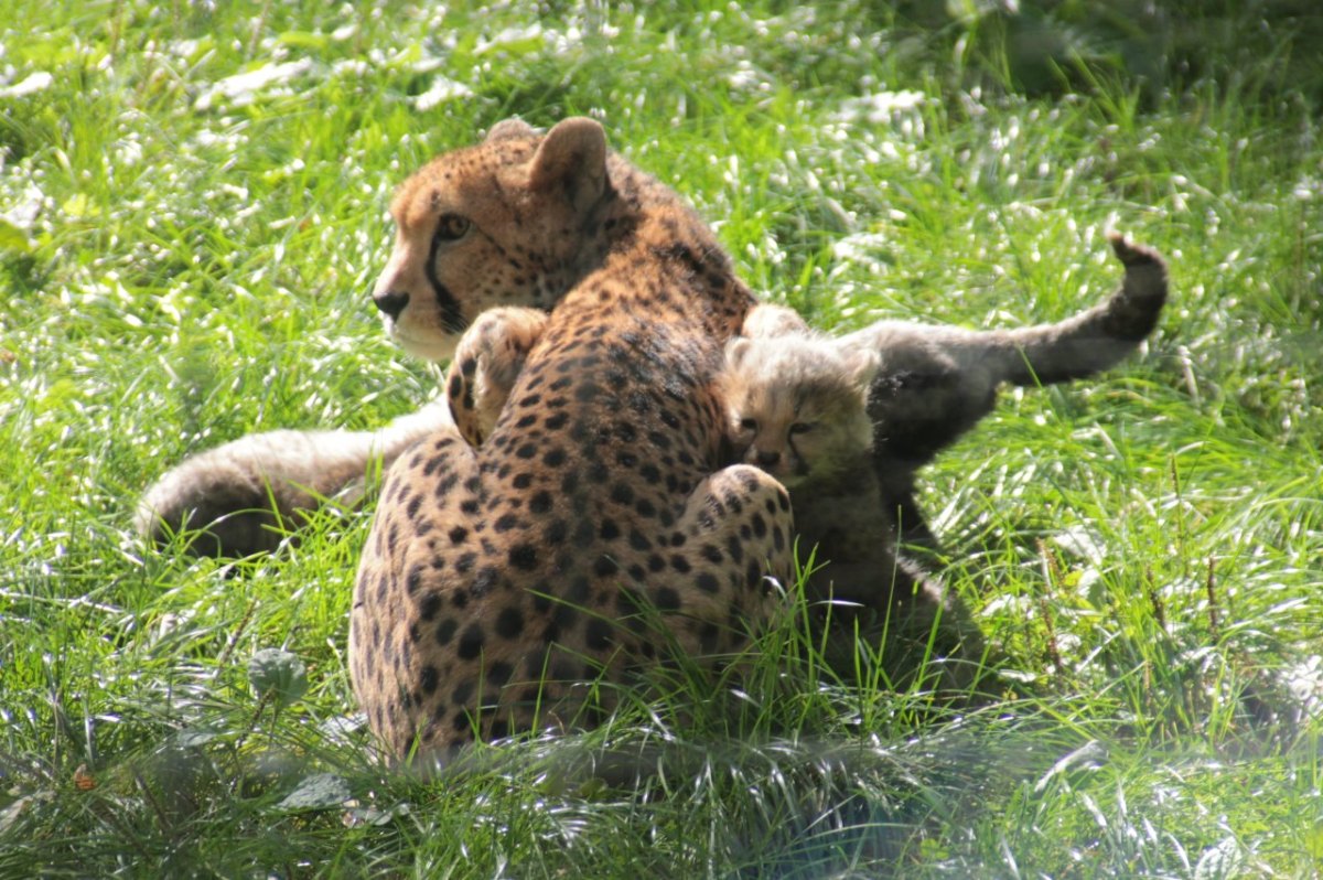 Geparden Zoopark Erfurt