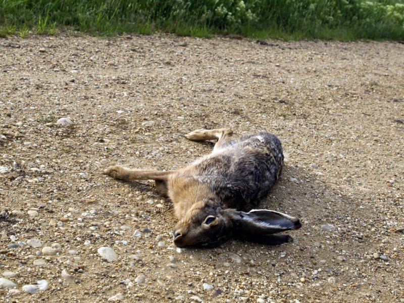 Hasenpest Thüringen.jpg