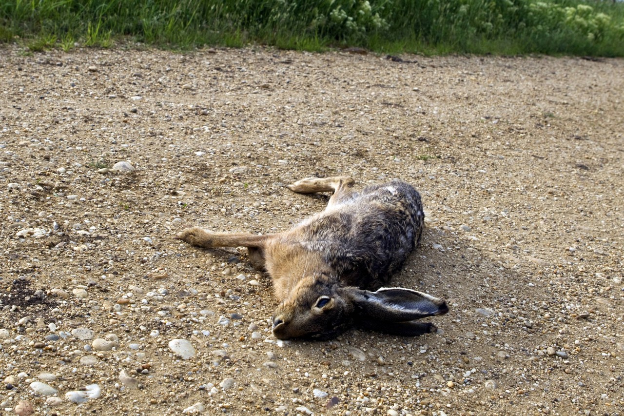 In Thüringen sind 2020 zwei Fälle von auf Menschen übertragene Hasenpest registriert worden. (Symbolfoto)