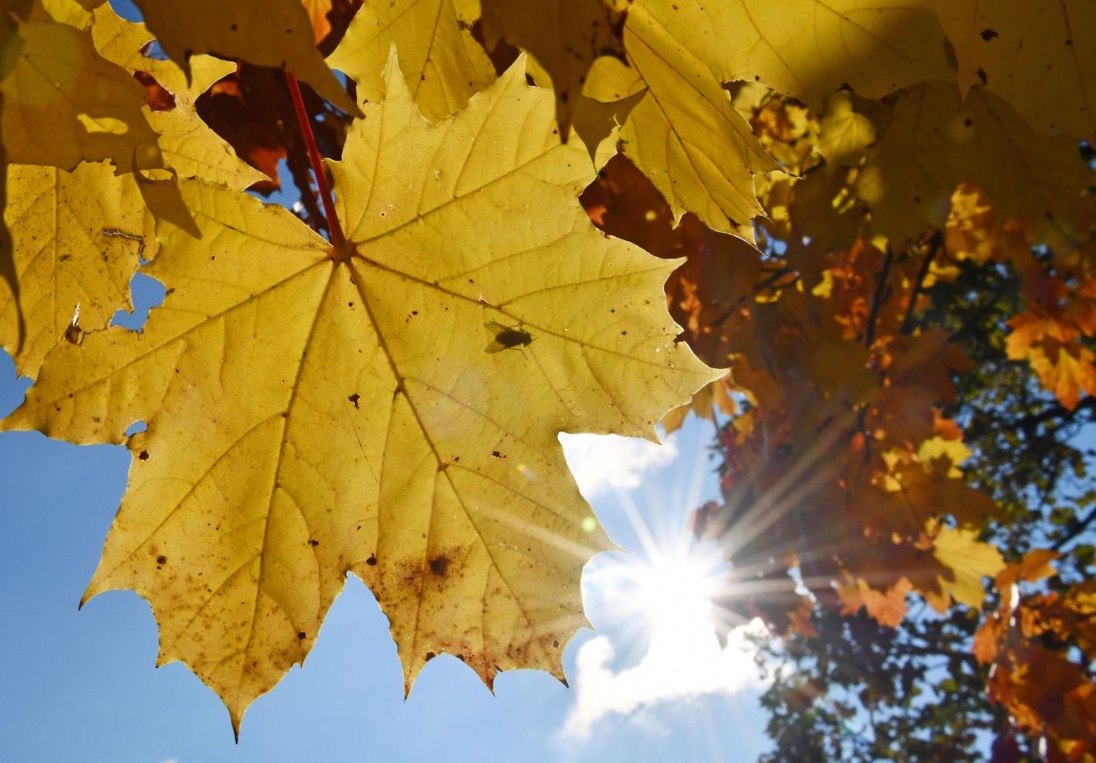 Herbst.jpg