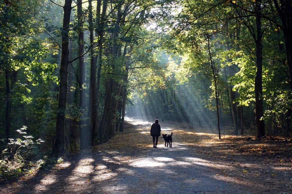 Hund-Erfurt-Steigerwald