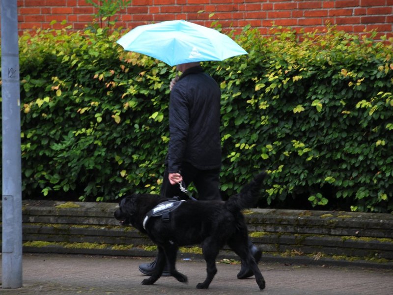 Hund-Gera-Thüringen.jpg