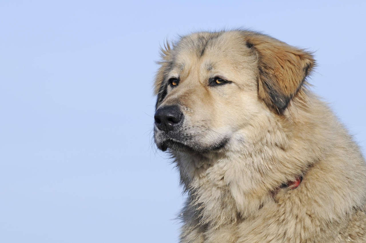 Ein Kaukasischer Hütehund