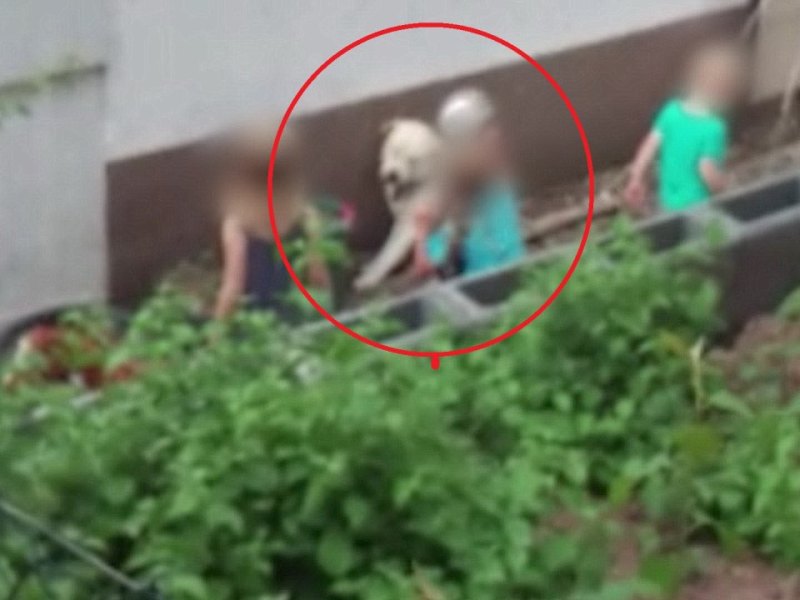 Hund-Thüringen.jpg
