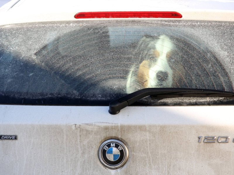 Hund-Thüringen