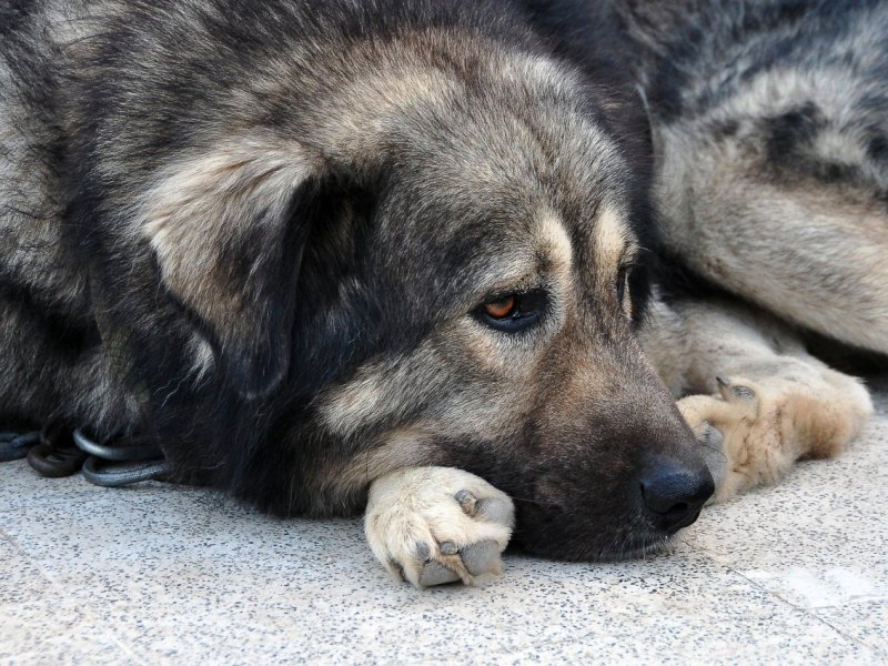 Hund-Thüringen