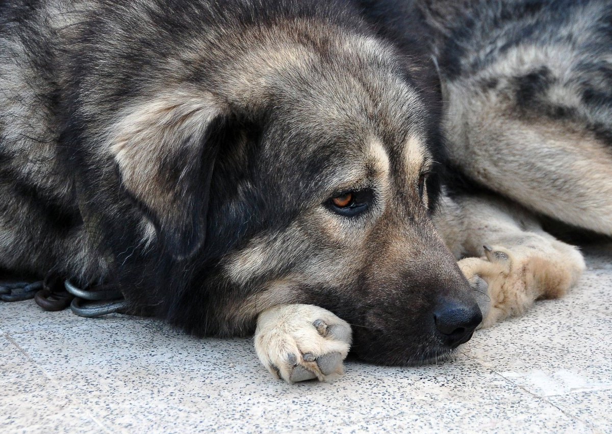 Hund-Thüringen