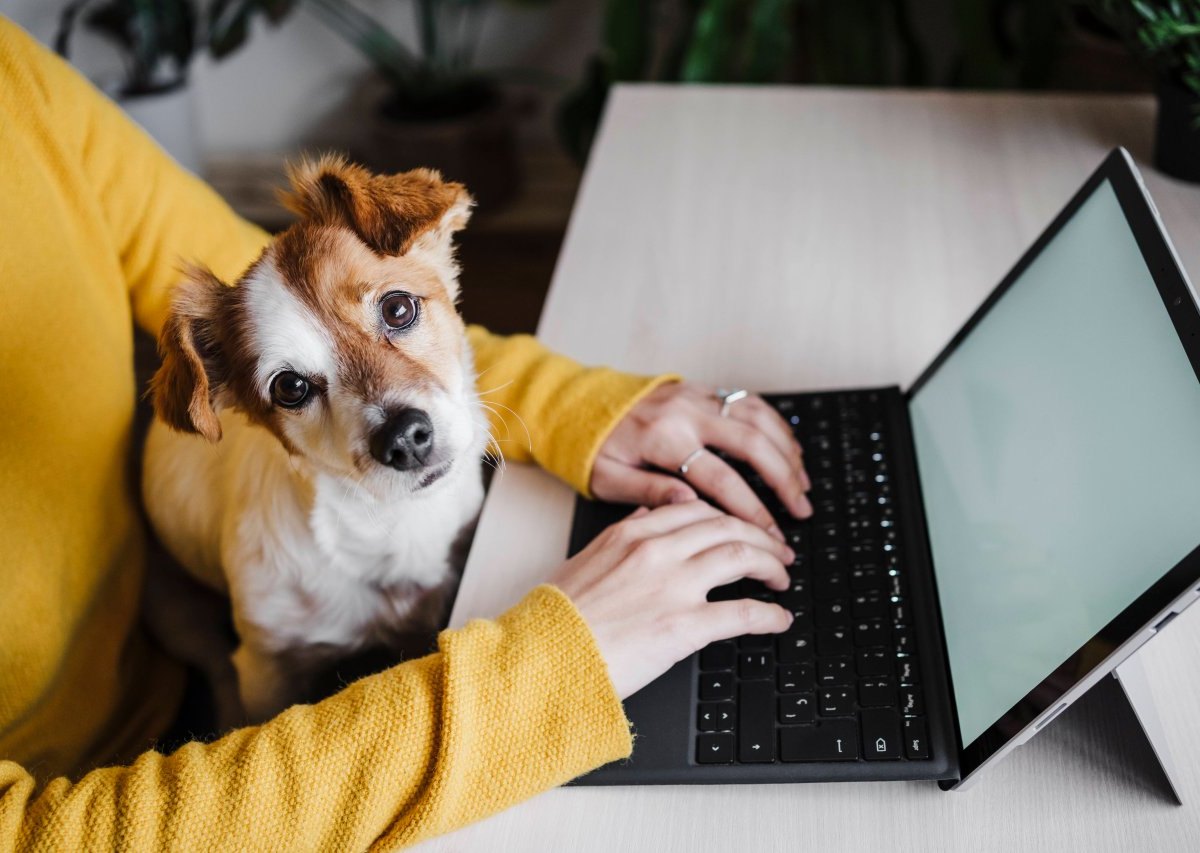 Hund im Home Office.jpg