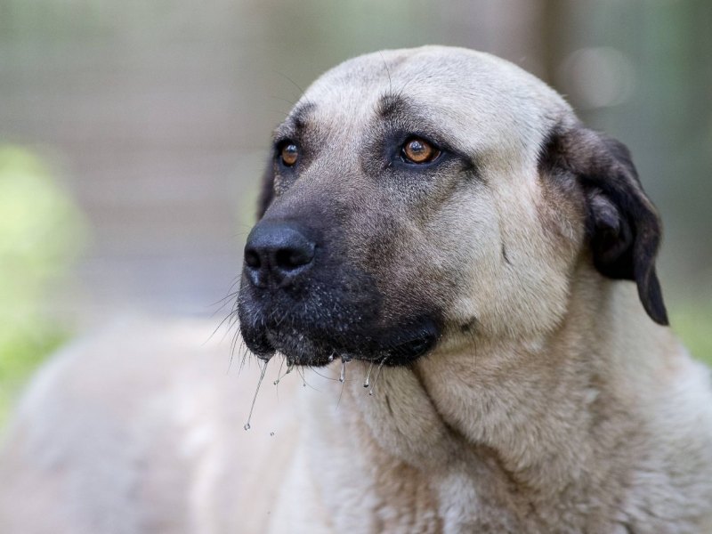 Hund in Thüringen