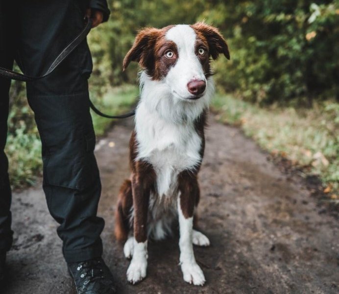 Hund in Thüringen