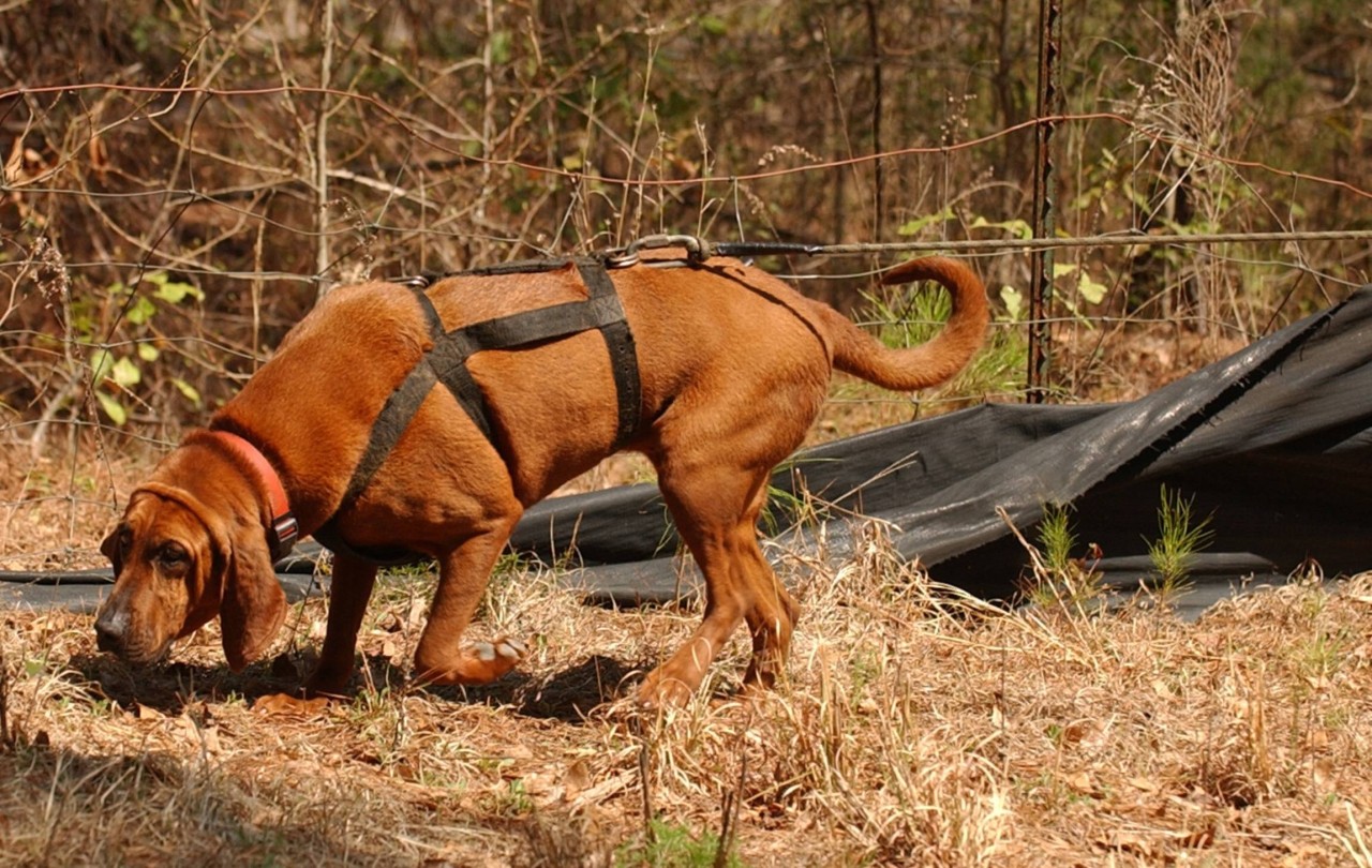 Hund Frieda hat in Thüringen etwas Großes geleistet. (Archivbild)