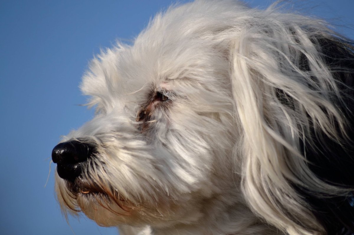 Hund in Thüringen