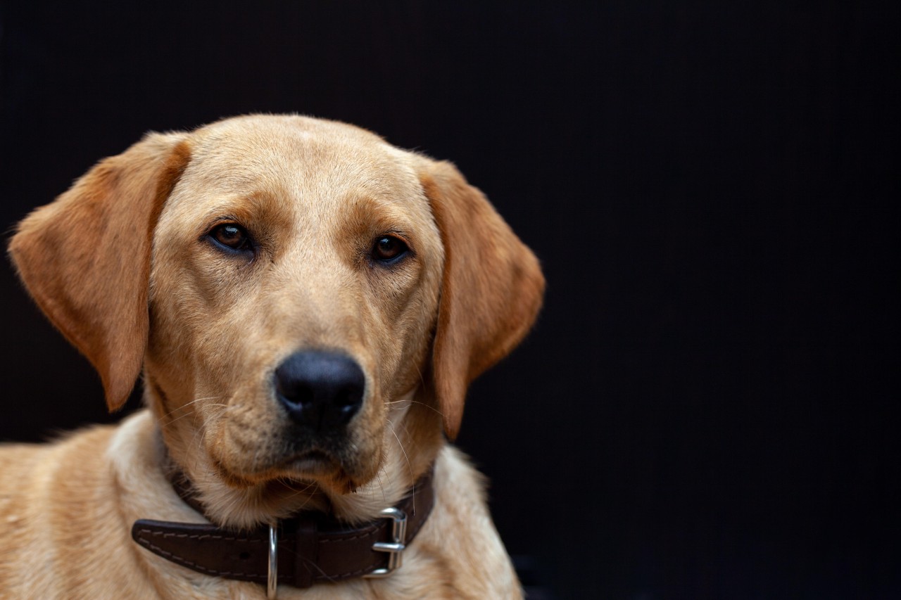 Ein Hund aus Thüringen erlag noch an Ort und Stelle seinen schweren Verletzungen. (Symbolbild)