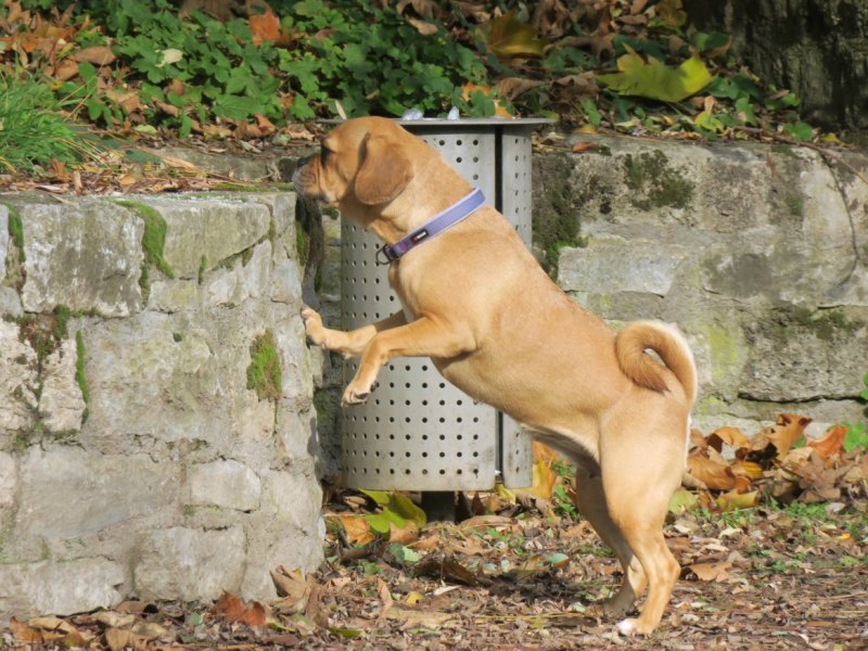 Hund schnüffelt in Thüringen