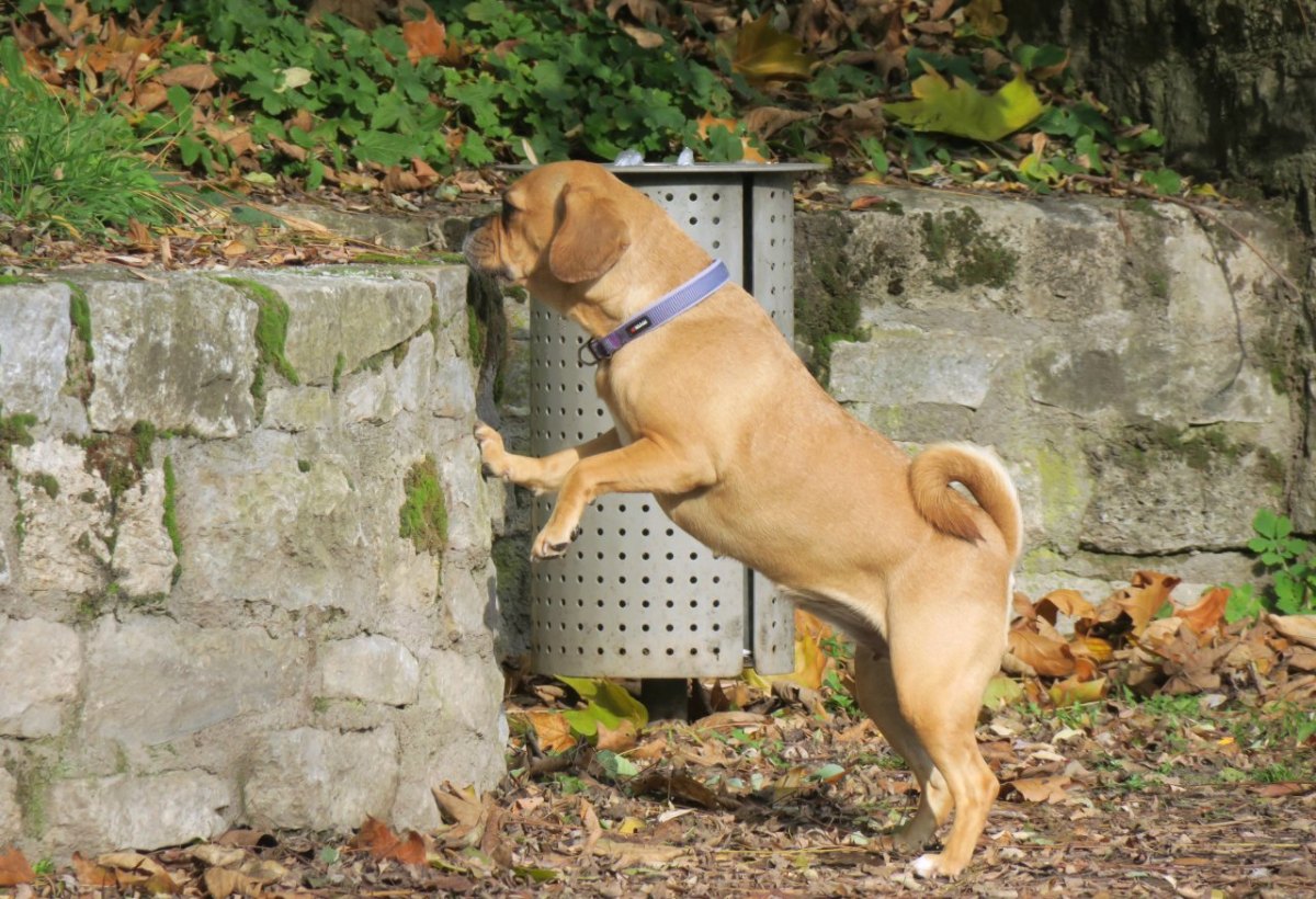 Hund schnüffelt in Thüringen