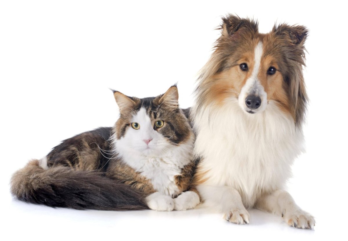 Hund und Katze