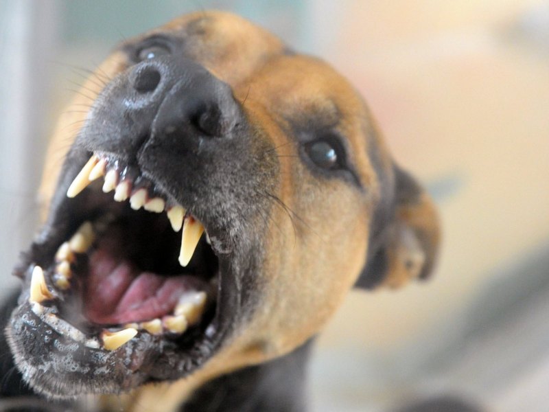 Hund