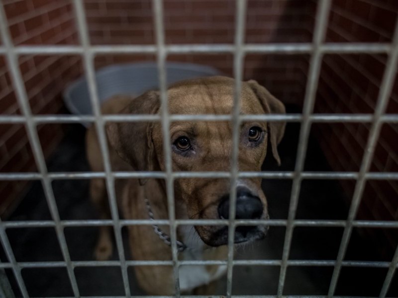 Hunde-Thüringen