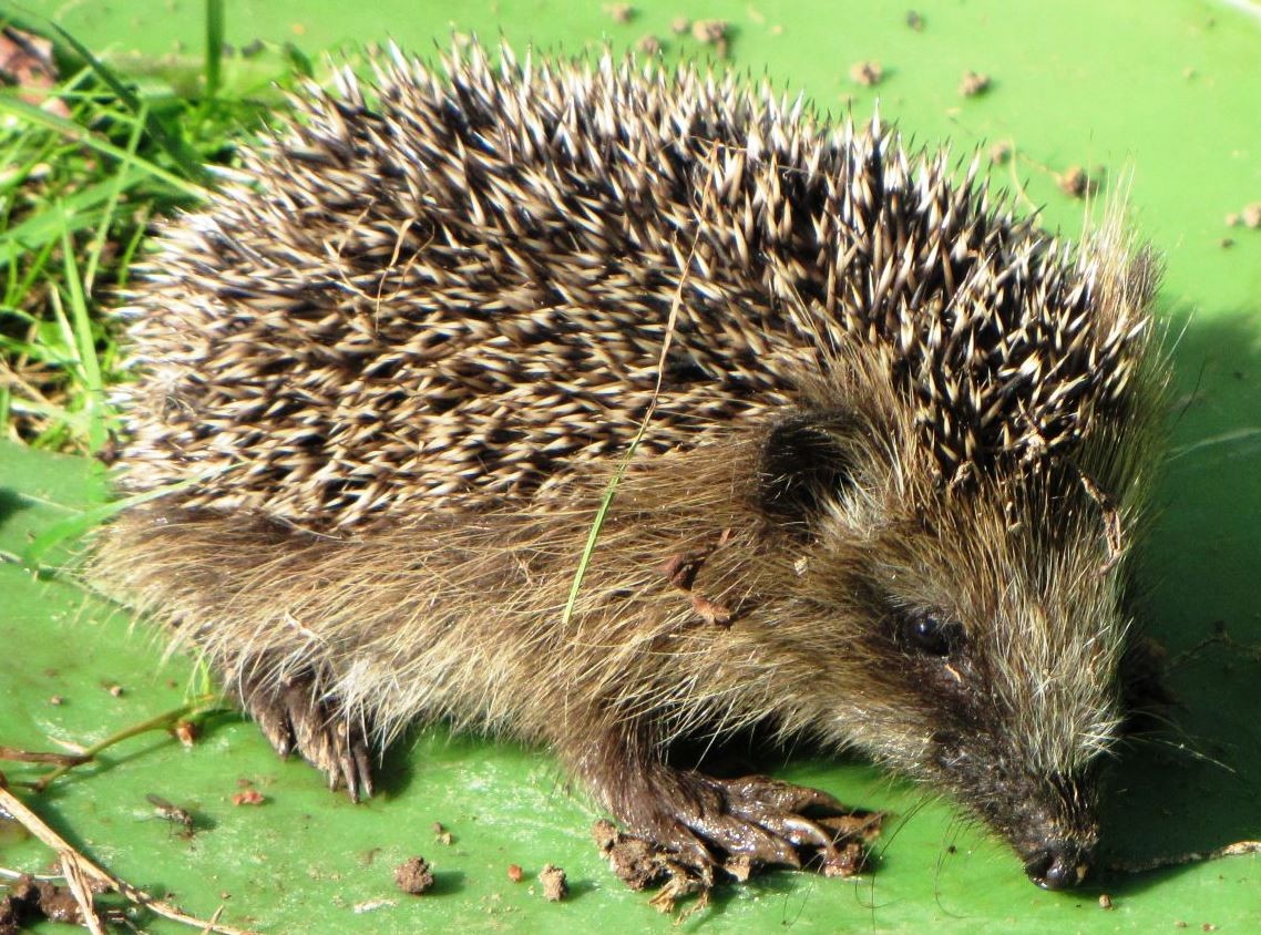 Geruch und Gehör sind die beiden wichtigsten Igel-Sinne bei der Nahrungssuche