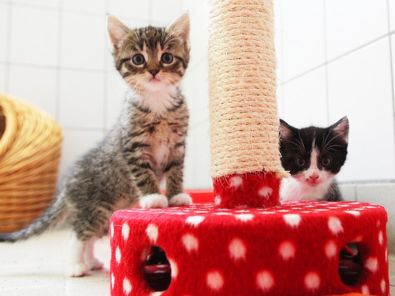 Die Katzenwelpen sind keine Maikätzchen, sondern wurden im April geboren. 