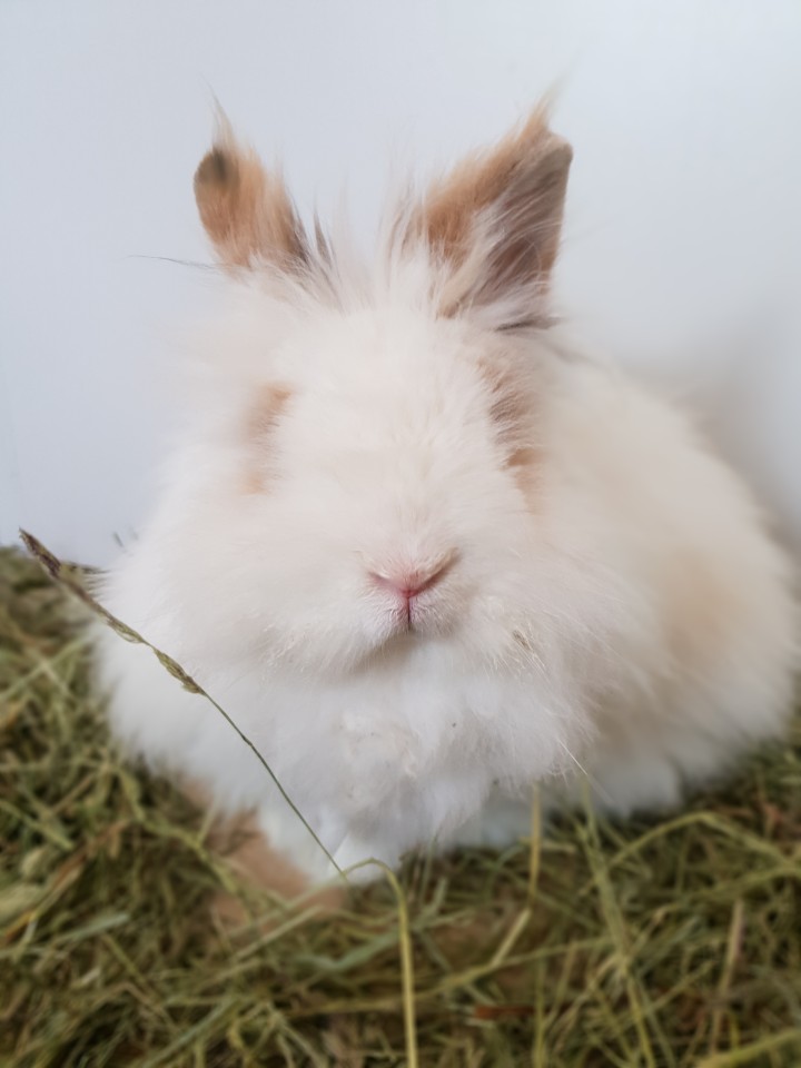 So hübsch sah der kleine Mr.Flausch aus, als er von seinem verfilzten Fell befreit wurde.