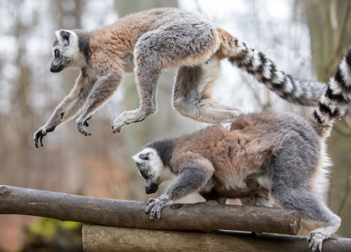 Kattas im Affenwald Straußberg